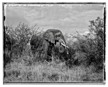 Le Solitaire de l'Umfolozi Photographie intitulée "Le Solitaire de l'U…" par Denis Chapoullié, Œuvre d'art originale, Photographie argentique