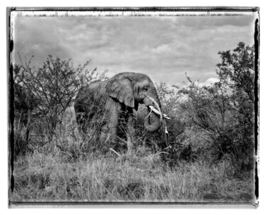 Fotografia intitulada "Le Solitaire de l'U…" por Denis Chapoullié, Obras de arte originais, Fotografia de filme