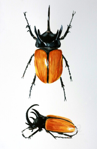 Peinture intitulée "Eupatorus gracilico…" par Emilie Denis, Œuvre d'art originale, Aquarelle