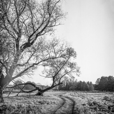 Fotografía titulada "Лесная тропа" por Denis Khrameev, Obra de arte original, Fotografía analógica Montado en Bastidor de ca…