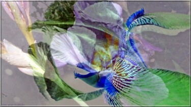 Photographie intitulée "Fleurs irisées !" par Denise Arsac Coustoulin, Œuvre d'art originale