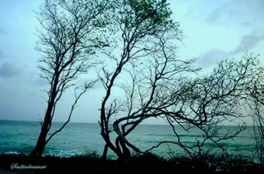 Fotografia intitulada "Les arbres dansants" por Seiditadeniseart, Obras de arte originais, Fotografia digital