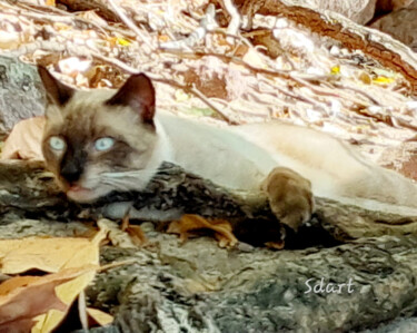 Fotografía titulada "Le Chat de l'arbre" por Seiditadeniseart, Obra de arte original, Fotografía digital