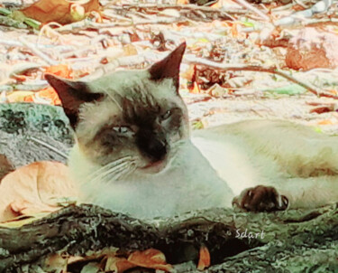 Fotografia zatytułowany „Miaou” autorstwa Seiditadeniseart, Oryginalna praca, Fotografia cyfrowa