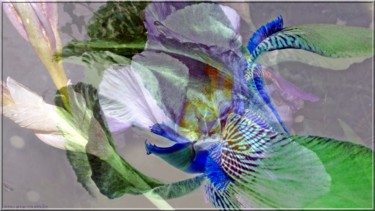 Fotografía titulada "Fleurs irisées !" por Denise Arsac Coustoulin, Obra de arte original