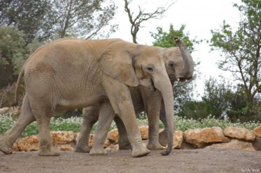 Photographie intitulée "elephant" par Denis Figorito, Œuvre d'art originale