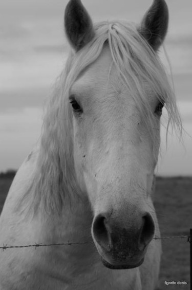 Photographie intitulée "cheval de camargue" par Denis Figorito, Œuvre d'art originale