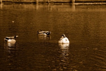 Photographie intitulée "Les canards" par Denis Hirst, Œuvre d'art originale