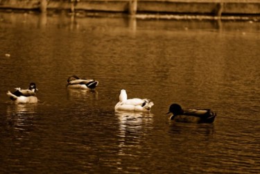 Photographie intitulée "Les canards" par Denis Hirst, Œuvre d'art originale