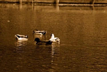 Photographie intitulée "Les canards" par Denis Hirst, Œuvre d'art originale