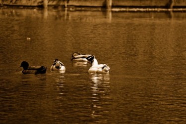 Photographie intitulée "Les canards" par Denis Hirst, Œuvre d'art originale