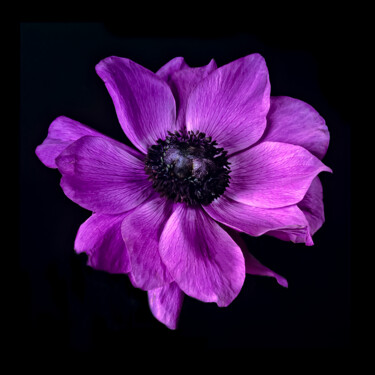 Photography titled "Anemone" by Derek Harris, Original Artwork, Non Manipulated Photography