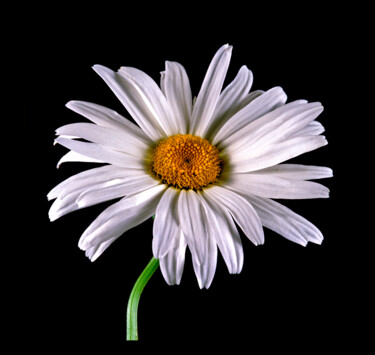 Photographie intitulée "Marguerite Daisy" par Derek Harris, Œuvre d'art originale, Photographie non manipulée