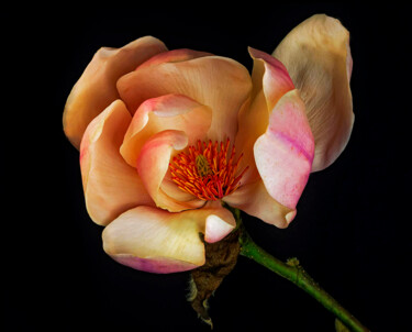 Photography titled "Magnolia 2" by Derek Harris, Original Artwork, Non Manipulated Photography