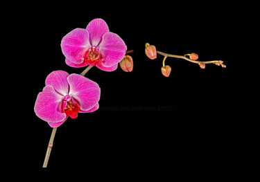 Photography titled "Orchids Pink 1" by Derek Harris, Original Artwork, Non Manipulated Photography