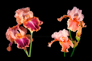 Photography titled "Bearded Iris's  Imp…" by Derek Harris, Original Artwork, Non Manipulated Photography