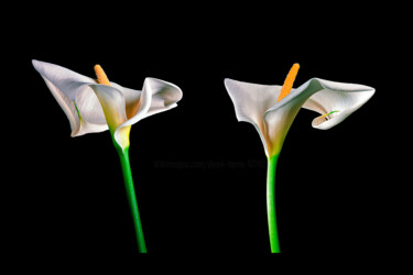 Photography titled "Arum Lillies" by Derek Harris, Original Artwork, Non Manipulated Photography