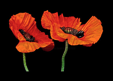 Photography titled "Oriental Poppies 3" by Derek Harris, Original Artwork, Non Manipulated Photography