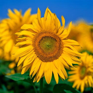 Photography titled "Sunflower  Provence" by Derek Harris, Original Artwork, Non Manipulated Photography