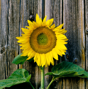 Fotografie mit dem Titel "Sunflower on Wood i…" von Derek Harris, Original-Kunstwerk, Nicht bearbeitete Fotografie