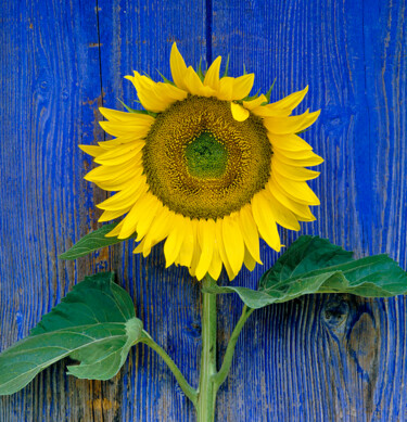 Fotografie getiteld "Sunflower Blue in P…" door Derek Harris, Origineel Kunstwerk, Niet gemanipuleerde fotografie