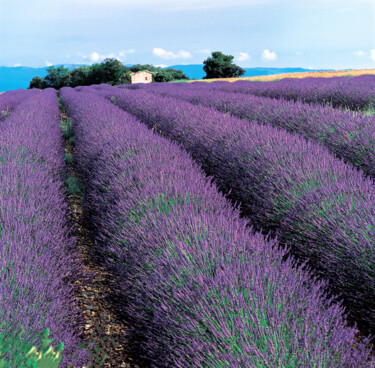 Photography titled "Lavender Field 1" by Derek Harris, Original Artwork, Non Manipulated Photography
