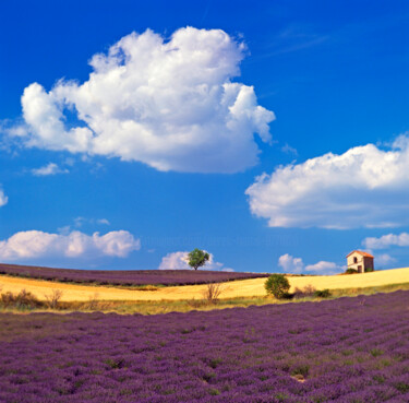 Photography titled "Lavender Fields acr…" by Derek Harris, Original Artwork, Non Manipulated Photography