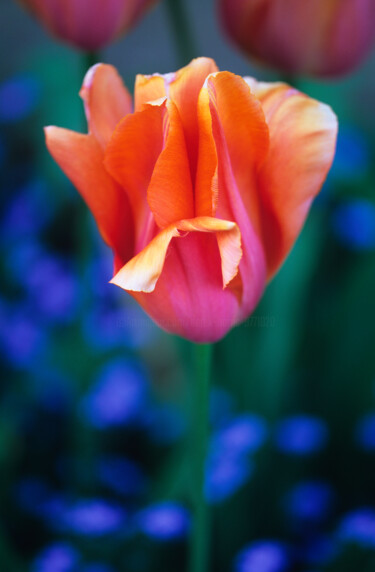 Digital Arts titled "Tulipa 'Dordogne' i…" by Derek Harris, Original Artwork, Non Manipulated Photography