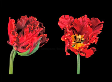 Fotografia intitolato "Tulipa 'Bird of Par…" da Derek Harris, Opera d'arte originale, Fotografia non manipolata