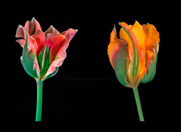 Fotografie getiteld "Artist Tulips 'Chin…" door Derek Harris, Origineel Kunstwerk, Niet gemanipuleerde fotografie