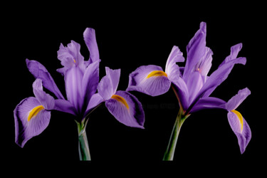 Photography titled "Purple Iris's in cl…" by Derek Harris, Original Artwork, Non Manipulated Photography