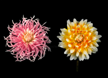 Photography titled "Dahlia's 'Star's Fa…" by Derek Harris, Original Artwork, Non Manipulated Photography