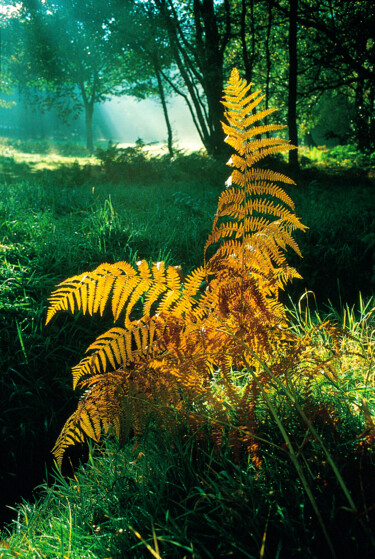 "Sunlite Woodland Gl…" başlıklı Fotoğraf Derek Harris tarafından, Orijinal sanat, Fotoşopsuz fotoğraf