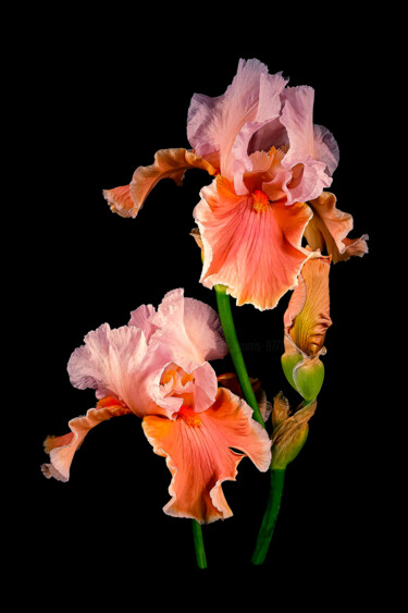 Photography titled "Bearded Iris 'Magha…" by Derek Harris, Original Artwork, Non Manipulated Photography
