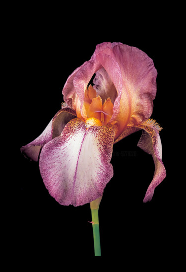 Fotografia intitolato "Bearded Iris 'Sager…" da Derek Harris, Opera d'arte originale, Fotografia non manipolata
