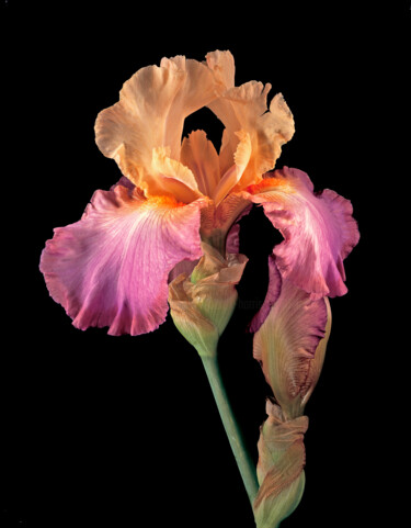 Photography titled "Bearded Iris 'Soste…" by Derek Harris, Original Artwork, Non Manipulated Photography