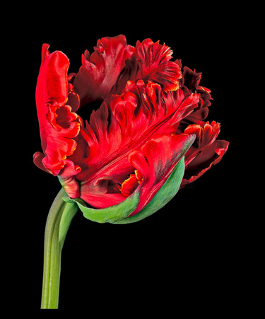 Fotografia intitolato "Tulipa 'Bird of Par…" da Derek Harris, Opera d'arte originale, Fotografia non manipolata