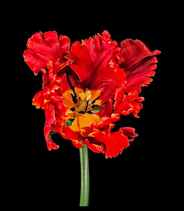 Photography titled "Tulipa 'Bird of Par…" by Derek Harris, Original Artwork, Non Manipulated Photography
