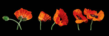 Photography titled "Oriental Poppies Co…" by Derek Harris, Original Artwork, Non Manipulated Photography