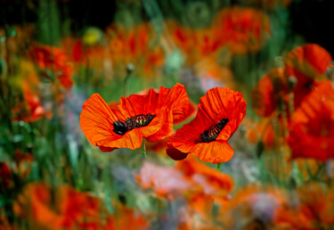 Photography titled "Oriental Poppies in…" by Derek Harris, Original Artwork, Manipulated Photography