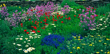 Fotografia zatytułowany „Perennial Flower Bo…” autorstwa Derek Harris, Oryginalna praca, Fotografia nie manipulowana