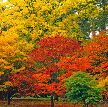 Photographie intitulée "Autumn  Colours" par Derek Harris, Œuvre d'art originale, Photographie non manipulée