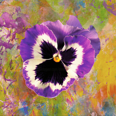 Photography titled "Viola 2" by Derek Harris, Original Artwork, Manipulated Photography