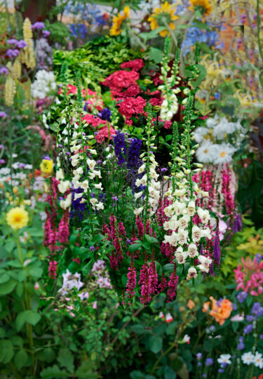 "Flower Border 25" başlıklı Fotoğraf Derek Harris tarafından, Orijinal sanat, Fotoşoplu fotoğrafçılık