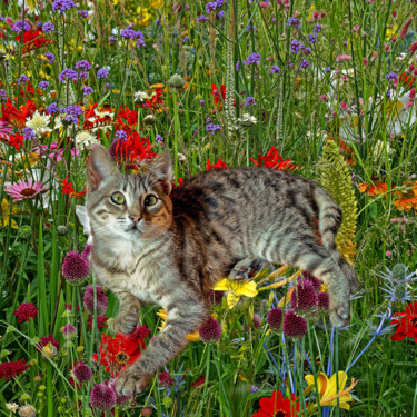 Fotografie getiteld "Cat in my Garden 8" door Derek Harris, Origineel Kunstwerk, Gemanipuleerde fotografie