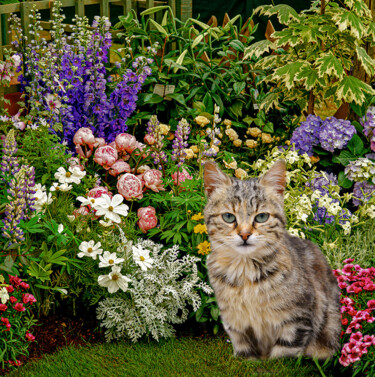 Fotografia intitulada "Cats in my Garden 10" por Derek Harris, Obras de arte originais, Fotografia Manipulada