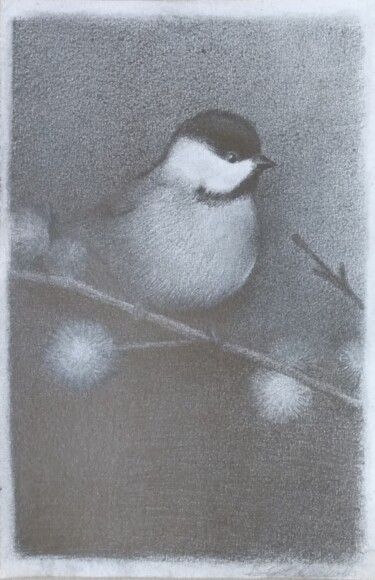 Zeichnungen mit dem Titel "Oiseau à tête noir" von Déryck Maindron, Original-Kunstwerk, Graphit