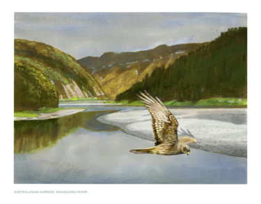 Schilderij getiteld "Harrier, Whanganui…" door Desmond Bovey, Origineel Kunstwerk, Aquarel