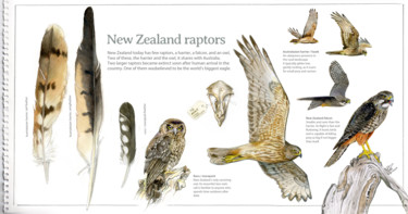 Painting titled "New Zealand raptors" by Desmond Bovey, Original Artwork