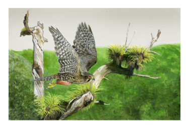 Peinture intitulée "NewZealand falcon" par Desmond Bovey, Œuvre d'art originale, Aquarelle